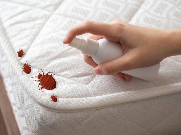 Best Bed Bug Extermination  in Panguitch, UT